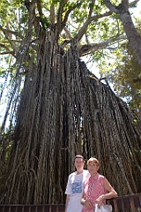 0474 Curtain Fig Tree